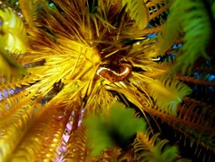 Crinoid Clingfish photo 4