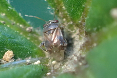 Coridromius chenopoderis