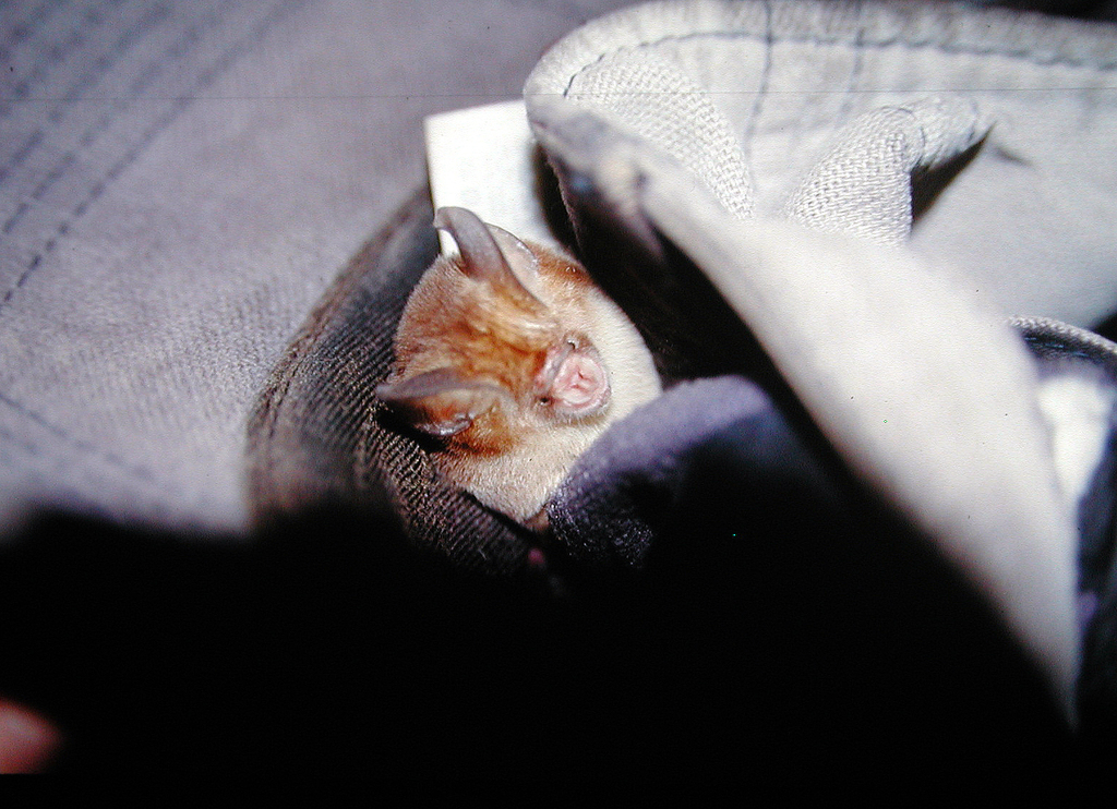Least Leaf-nosed Bat