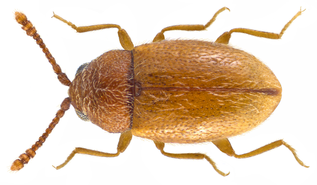 Atomaria lewisi