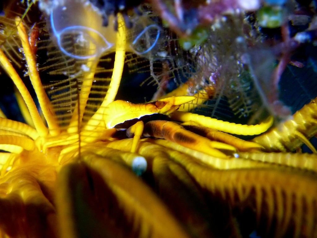 Baba's crinoid squat lobster