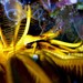 Allogalathea babai