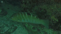 Halichoeres notospilus