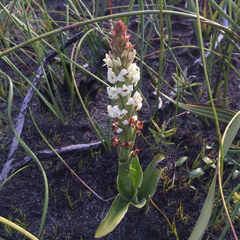 Satyrium stenopetalum