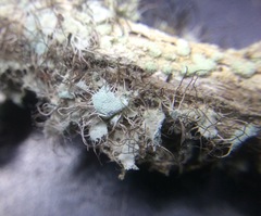 Heterodermia namaquana
