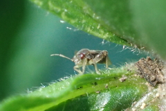 Coridromius chenopoderis