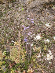 Thelymitra pulchella