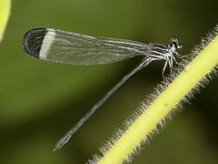 Polythore derivata