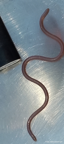 Beaked Blind Snake sighting