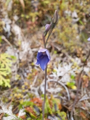 Thelymitra pulchella