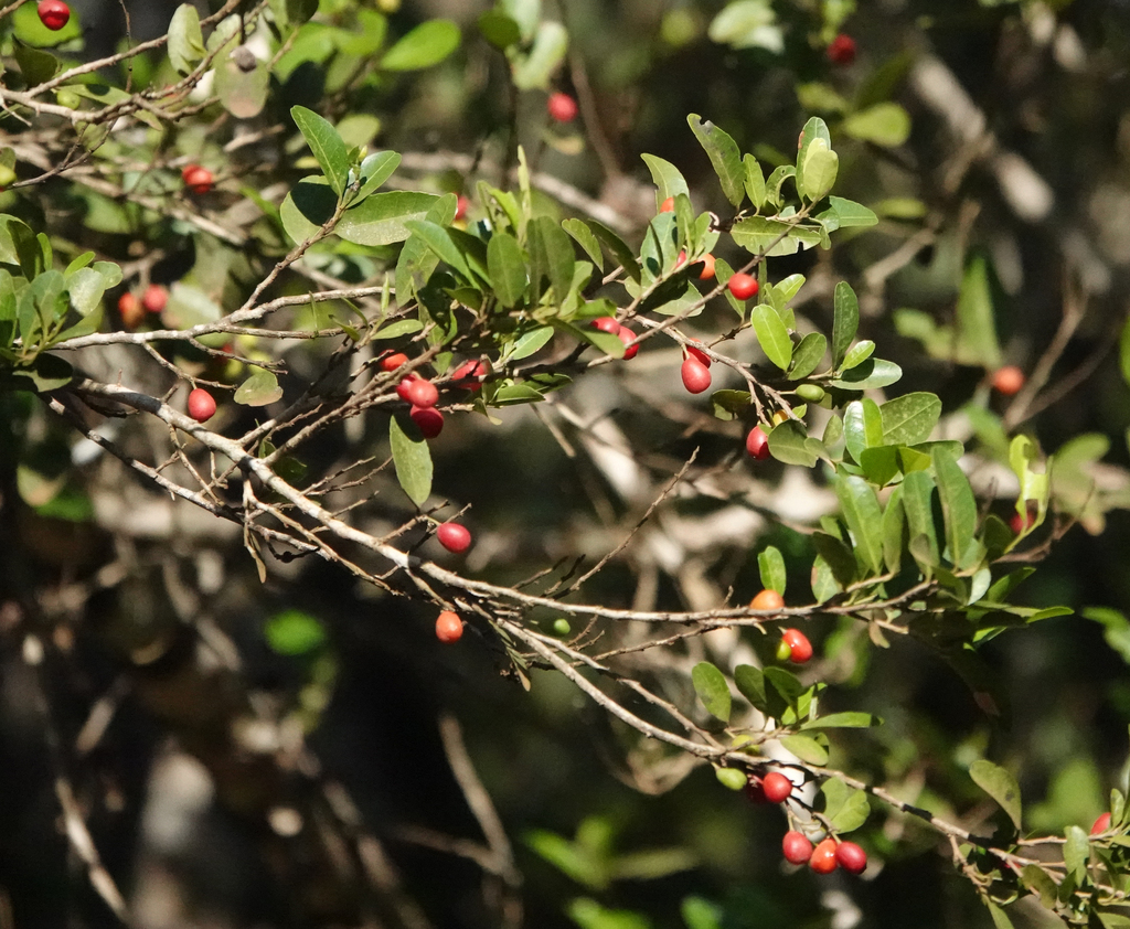 Drypetes gardneri