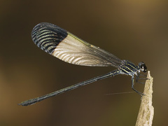 Polythore derivata