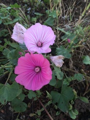 Malva trimestris