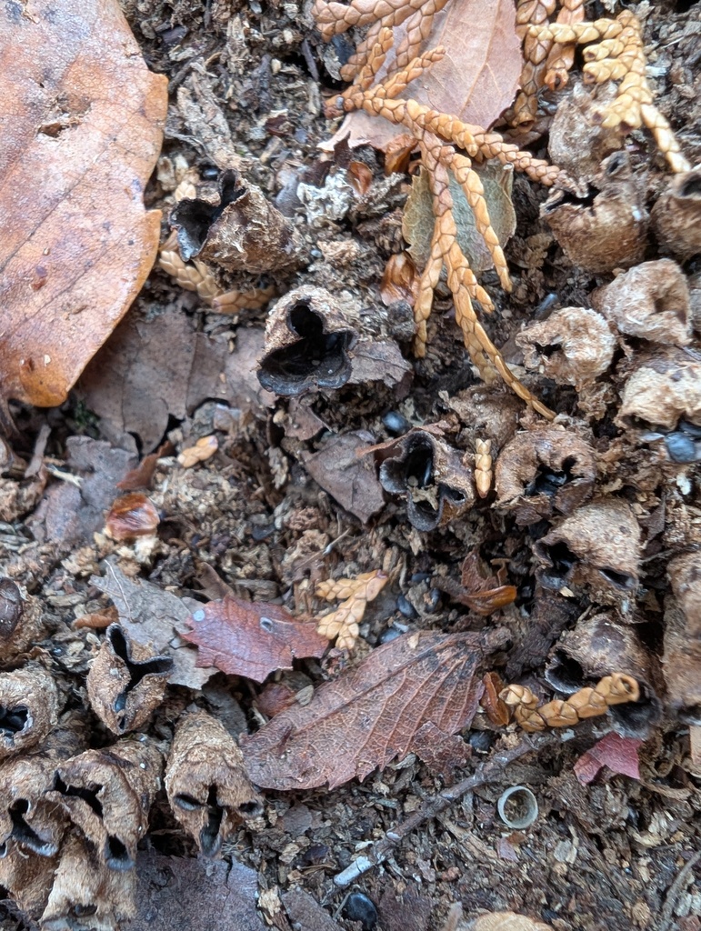 Cyathus stercoreus · December 2025 · photo: © atsushi_nakajima_cirque (iNaturalist, cc-by)