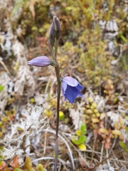 Thelymitra pulchella