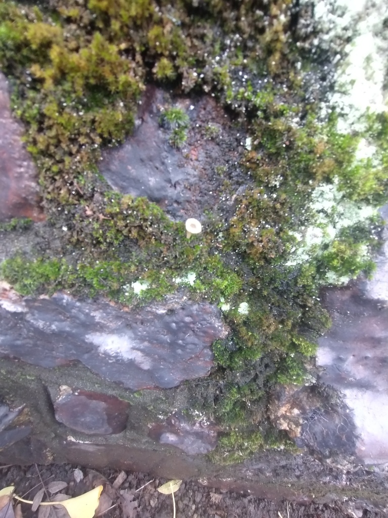Arrhenia rickenii · December 2025 · photo: © lesleymarr (iNaturalist, cc-by)