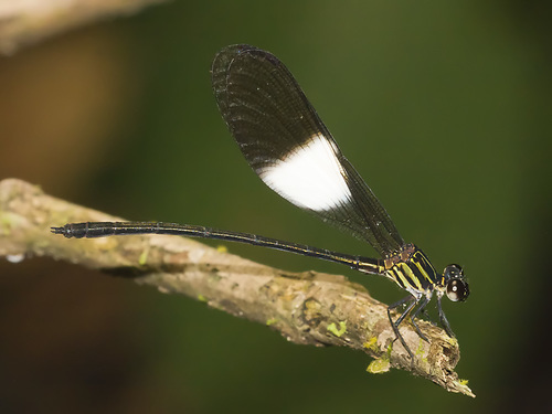 Polythore mutata