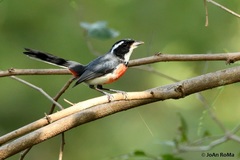 Granatellus venustus