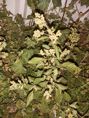 Chenopodiastrum murale