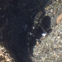 Mauligobius maderensis