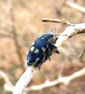 Gaudy Weevil