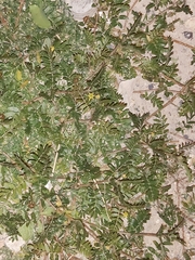 Tribulus terrestris