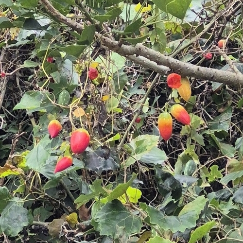 Fivelobe Bushpumpkin (Coccinia quinqueloba)