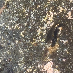 Parablennius parvicornis