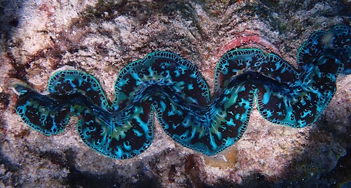 Small Giant Clam, L'Île des Pins, Nouvelle-Calédonie, photo 8 of 10
