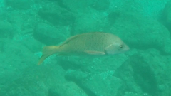 Lutjanus argentiventris
