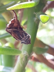 Aphirape misionensis