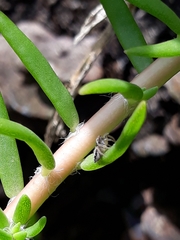 Aphirape misionensis