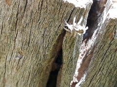 Aphirape misionensis