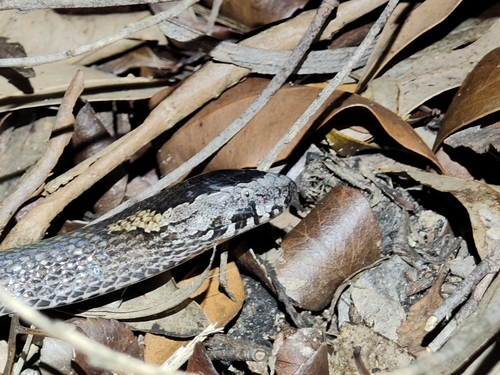 Golden-crowned Snake sighting