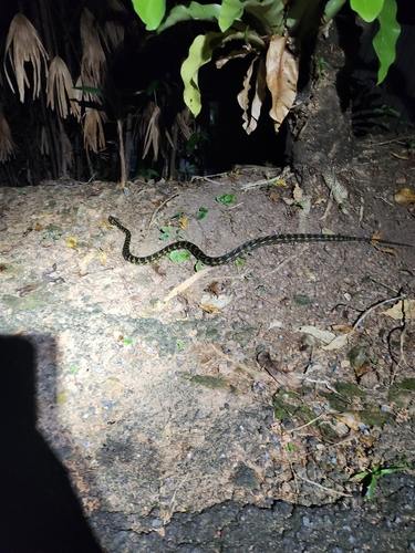 Jungle Carpet Python sighting