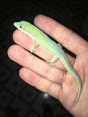 Phelsuma