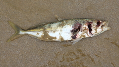 Trachurus novaezelandiae