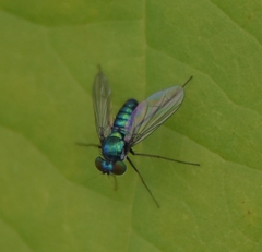 Condylostylus armipes