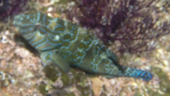 Cirrhitus rivulatus