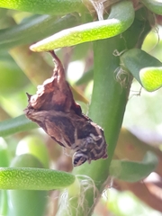 Aphirape misionensis