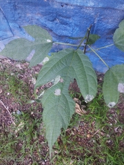 Ficus exasperata, photograph author not stated, no rights reserved