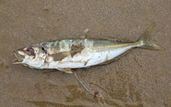 Trachurus novaezelandiae
