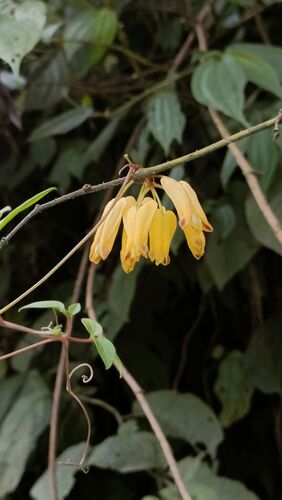 Dactylicapnos scandens