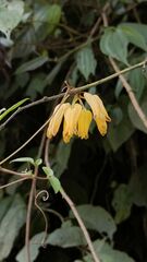 Dactylicapnos scandens