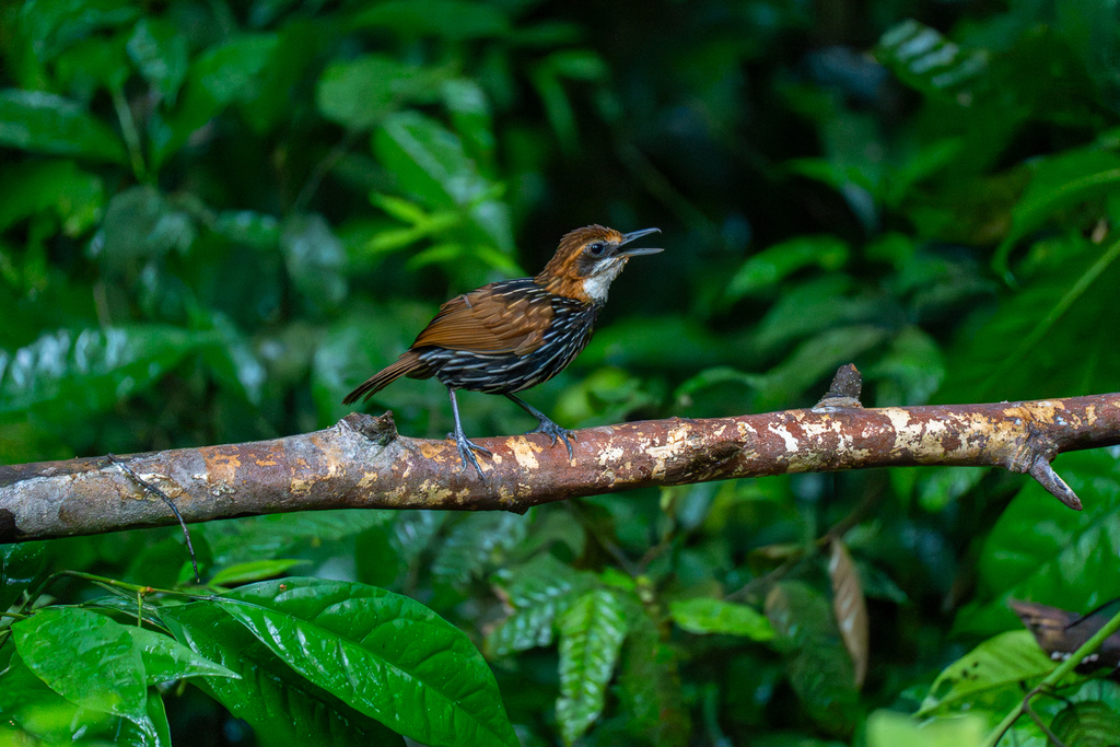 Falcated Wren-Babbler