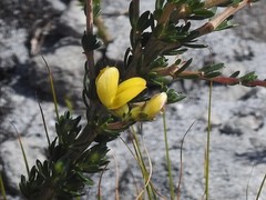 Aspalathus oblongifolia