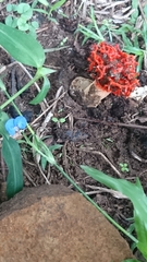 Lysurus corallocephalus