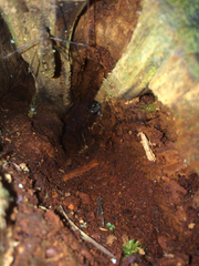 Aneides vagrans