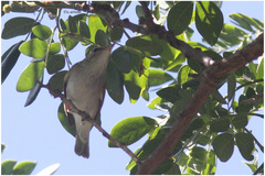 Phylloscopus borealis