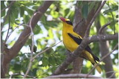 Oriolus chinensis